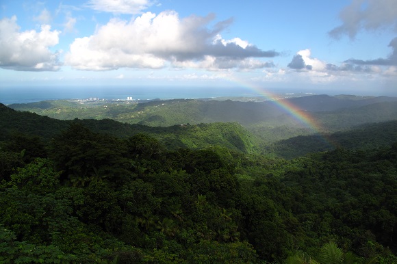 El Yunque rain forest in Puerto Rico