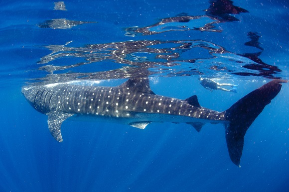 Whale Shark Mexico Cancun