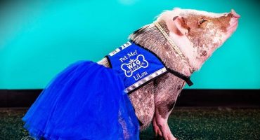 San Francisco International Has Introduced An Adorable Therapy Pig