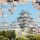 Cherry Blossom Osaka