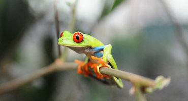 Top 10 Must-Have Experiences In Costa Rica