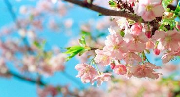 Cherry Blosson Season Has Arrived Early In Japan – And It’s Stunning