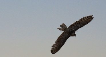 80 Falcons Had Tickets To Travel On Board This Flight