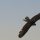 Falcon