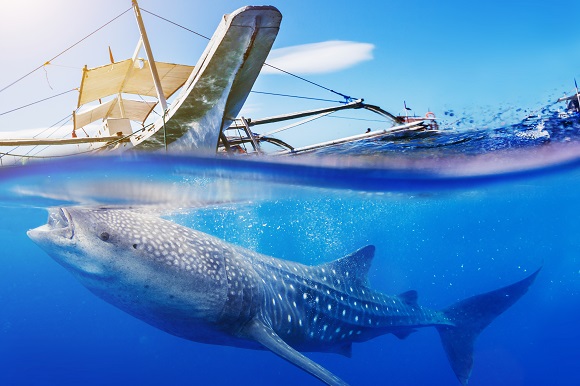 Whale Shark, Cebu, Philippines