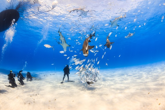 Scuba diving in the Bahamas