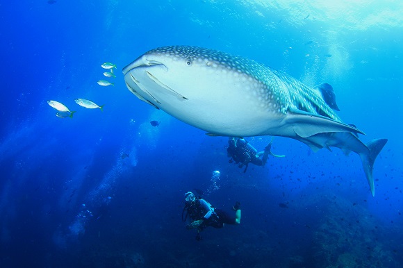 Whale shark and scuba diver