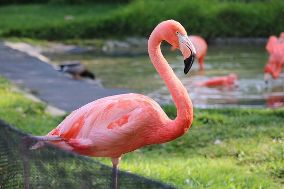 Flamingo at San Diego Zoo