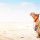 Camel in the desert