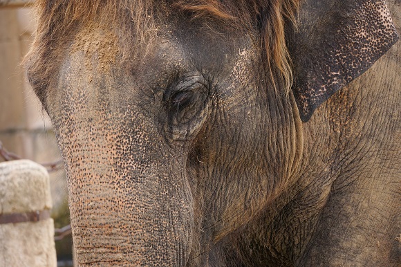 Asian elephant face close up