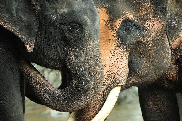 Two Asian Elephants