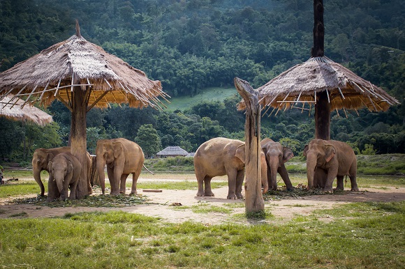 Elephant Nature Park, Chiang Mai, Thailand