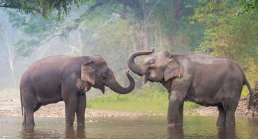 Where To Ethically Visit Elephants In Thailand