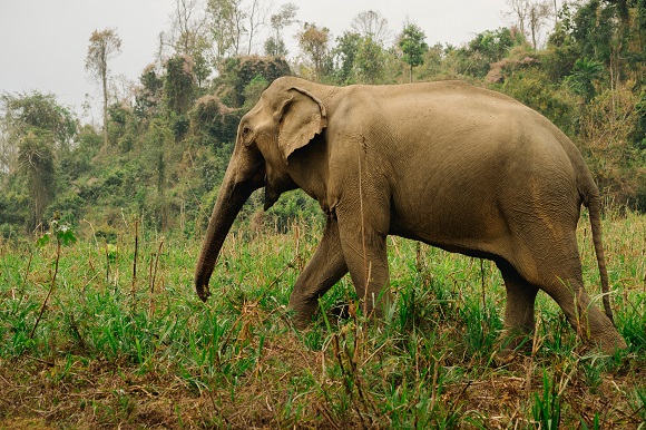 Happy elephant in Thailand