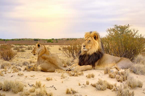 Lions in the Kalahari Desert