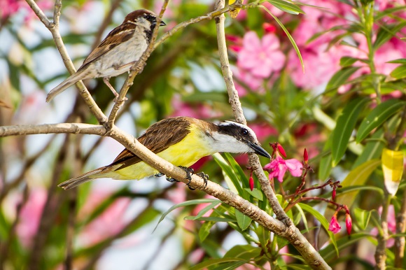 Birds in Bermuda
