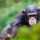 Chimpanzee