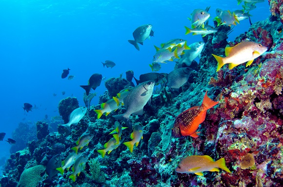 Fish underwater in Bermuda