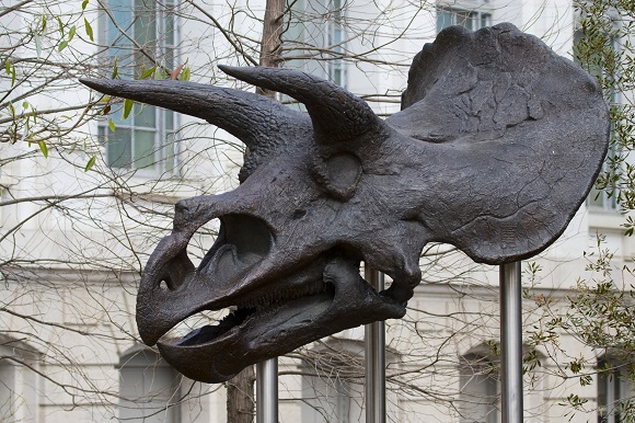 Washington Natural History Museum