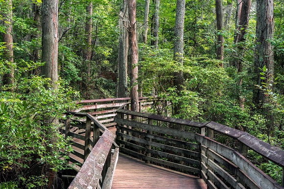 Bald Cyprus path boardwalk
