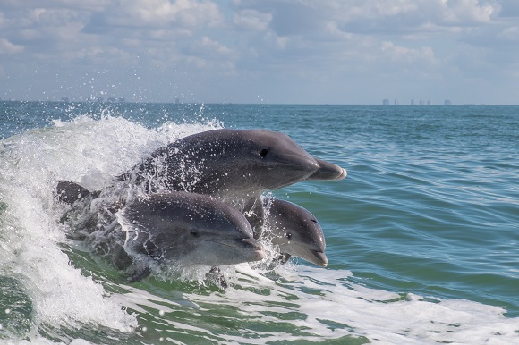 Dolphins