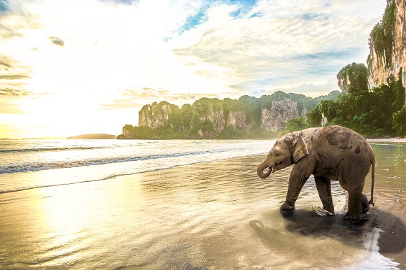 Elephant in Thailand