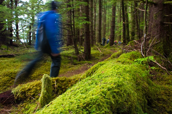 Forest of Haida Gwaii