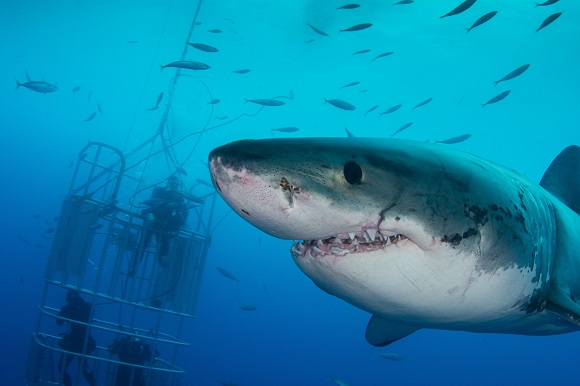 Great White Shark