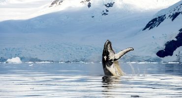 The Best Places To Go Whale Watching In The US