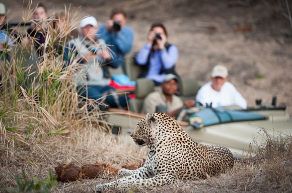 Leopard in South Africa