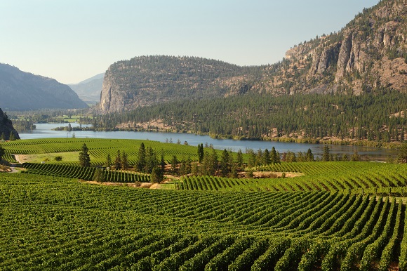 Okanagan Valley Vineyard, British Columbia