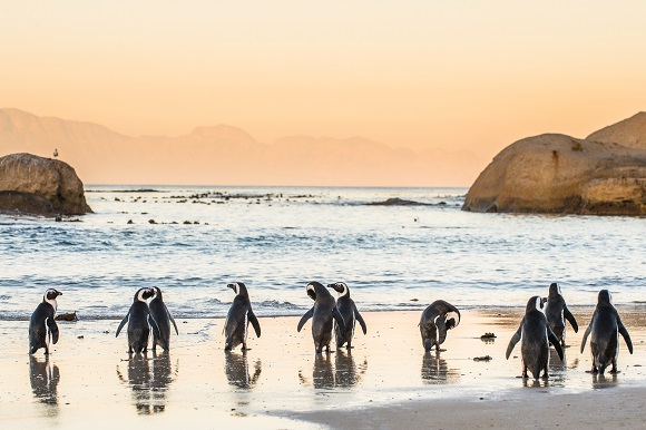 Penguins in South Africa