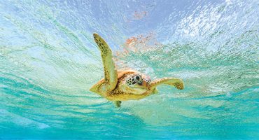 How To Visit The Great Barrier Reef… And Why You Need To Go Now