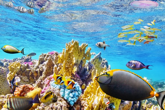 How To Visit The Great Barrier Reef... And Why You Need To Go Now ...