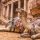 Jordan-camels