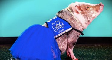 Introducing SFO Airport’s “Therapy Pig”